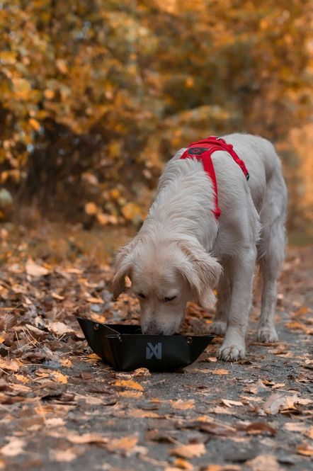 Hovedbilde Trekking bowl Large