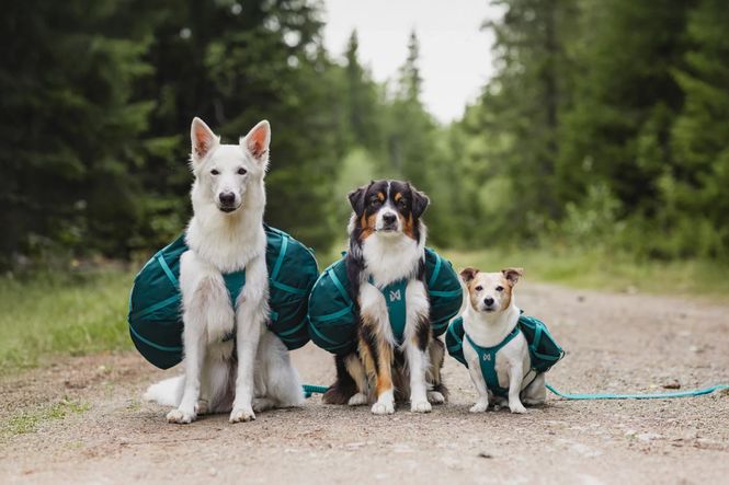 Hovedbilde Trail quest dog backpack. L