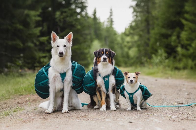 Trail quest dog backpack. S